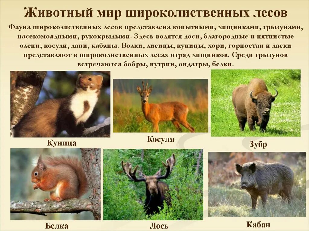 Опишите животный мир хвойных и смешанных. Животный мир смешанных и широколиственных лесов. животный мир смешанных и широколиственных лесов в россии. зона широколиственных лесов животный мир. зона лесов смешанные широколиственные животный мир.