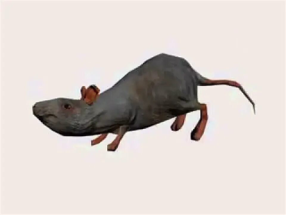 Крыса моделька. Rat Run.