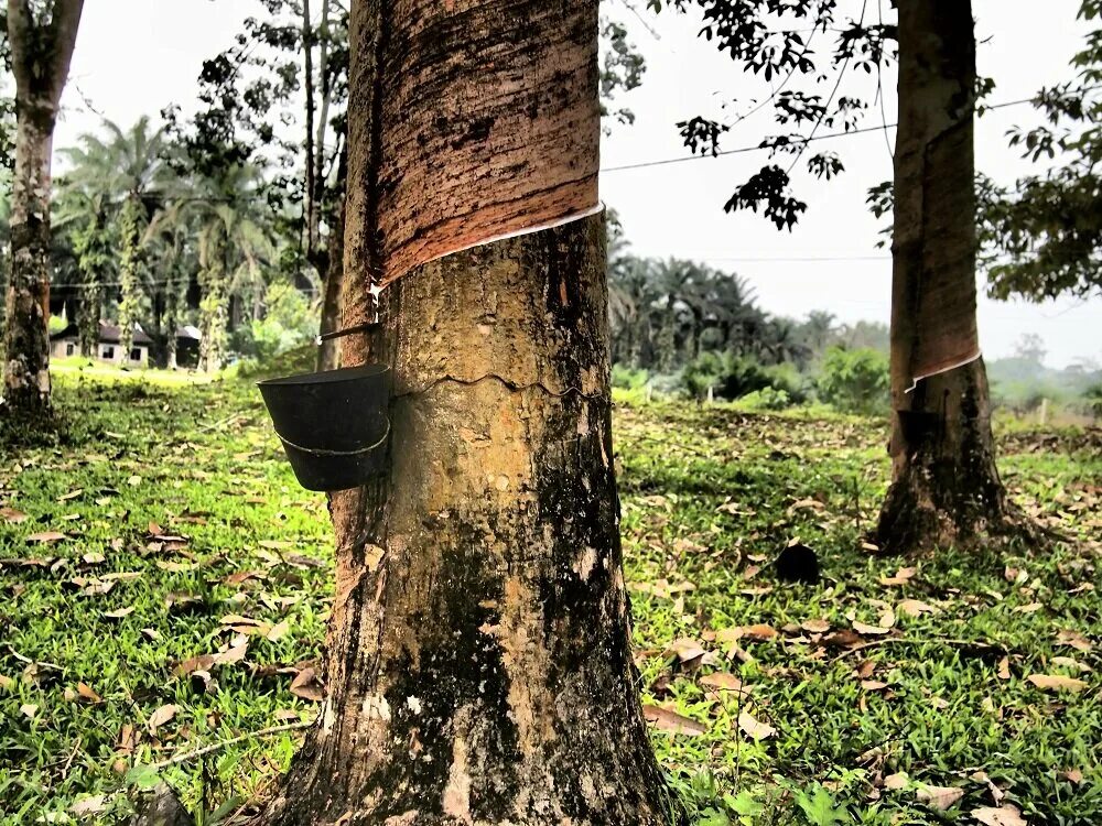 Дерево гевея в южной америке. Rubber tree. Гевея бразильская. Гевея малайзия. Дерево гевея в южной америке.