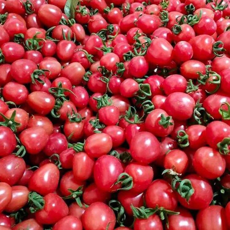 Томат черная жемчужина черри. Томат черниченский черри. Семена желтых томатов черри. Сорт томатов вишня. Томат свит черри f1.