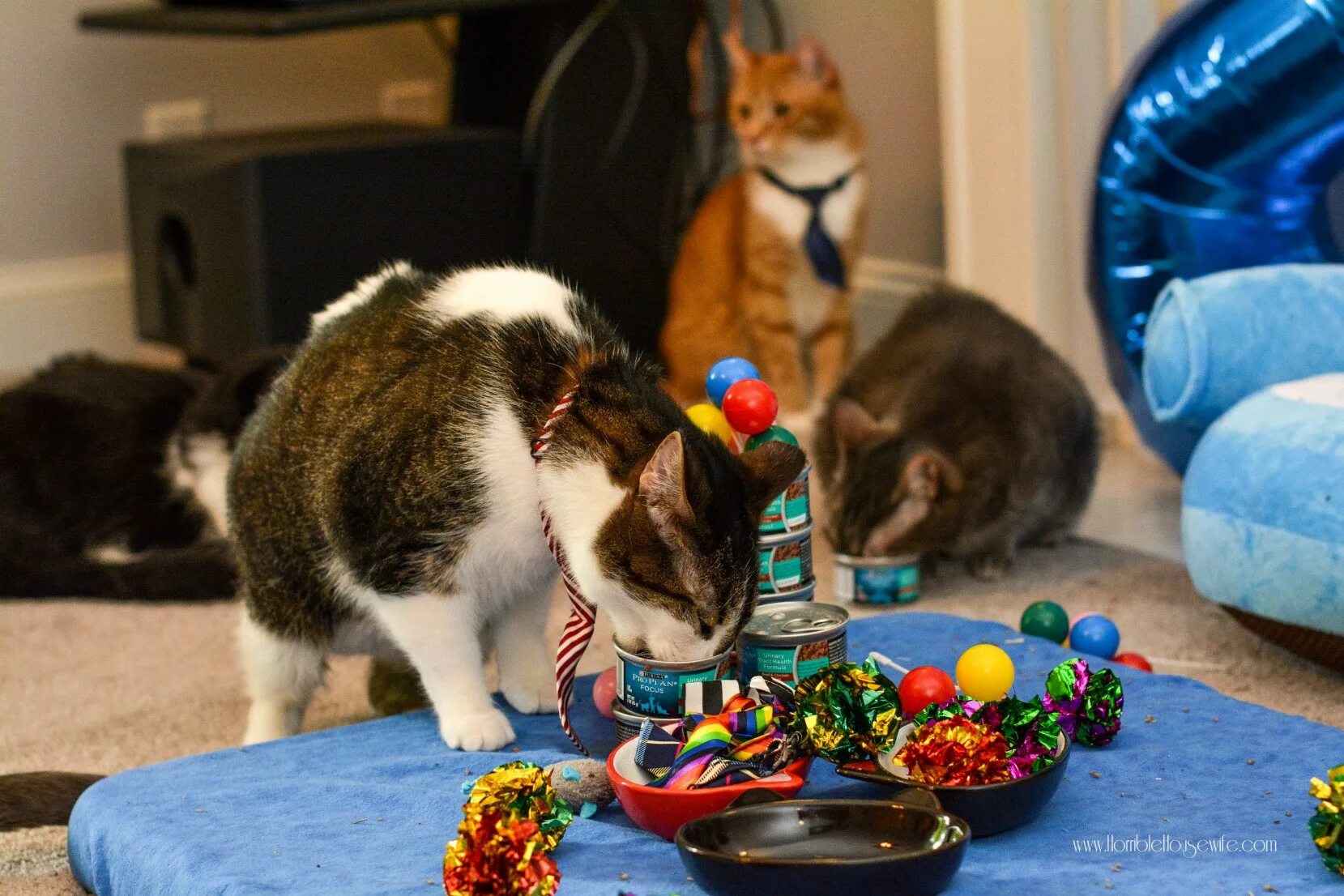 Праздничный котик. С днем рождения кот. Кошачья вечеринка. Кот праздник. Вечеринка кошечек