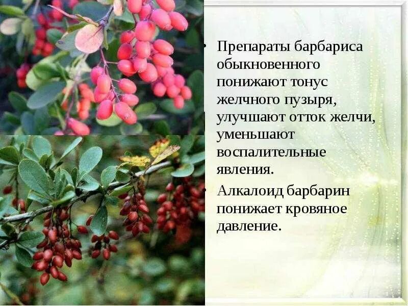 Барбарис класс. Барбарис обыкновенный препараты. барбарис растение описание. барбарис обыкновенный характеристика. барбарис обыкновенный описания кустарника.