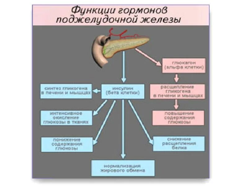 Биохимия поджелудочной железы. Поджелудочная железа гормоны и функции. поджелудочная железа гормоны и функции таблица. гормоны поджелудочной железы схема. гормоны поджелудочной железы и их роль в организме.