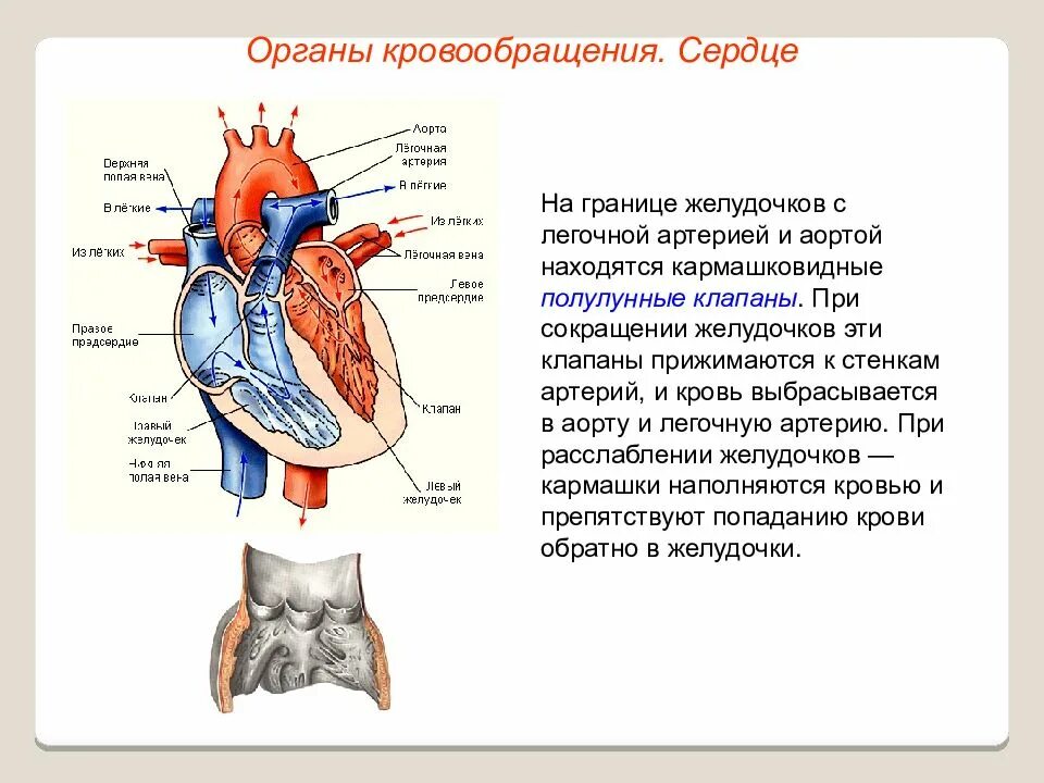 Между правыми предсердием и желудочком находится клапан. Клапан между правым желудочком и легочной артерией. Строение сердца. Сердце орган кровообращения. Полулунные аортальные клапаны.