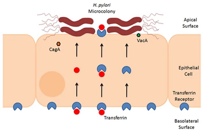 Ифа helicobacter pylori