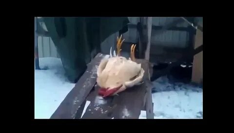 Петуха актер