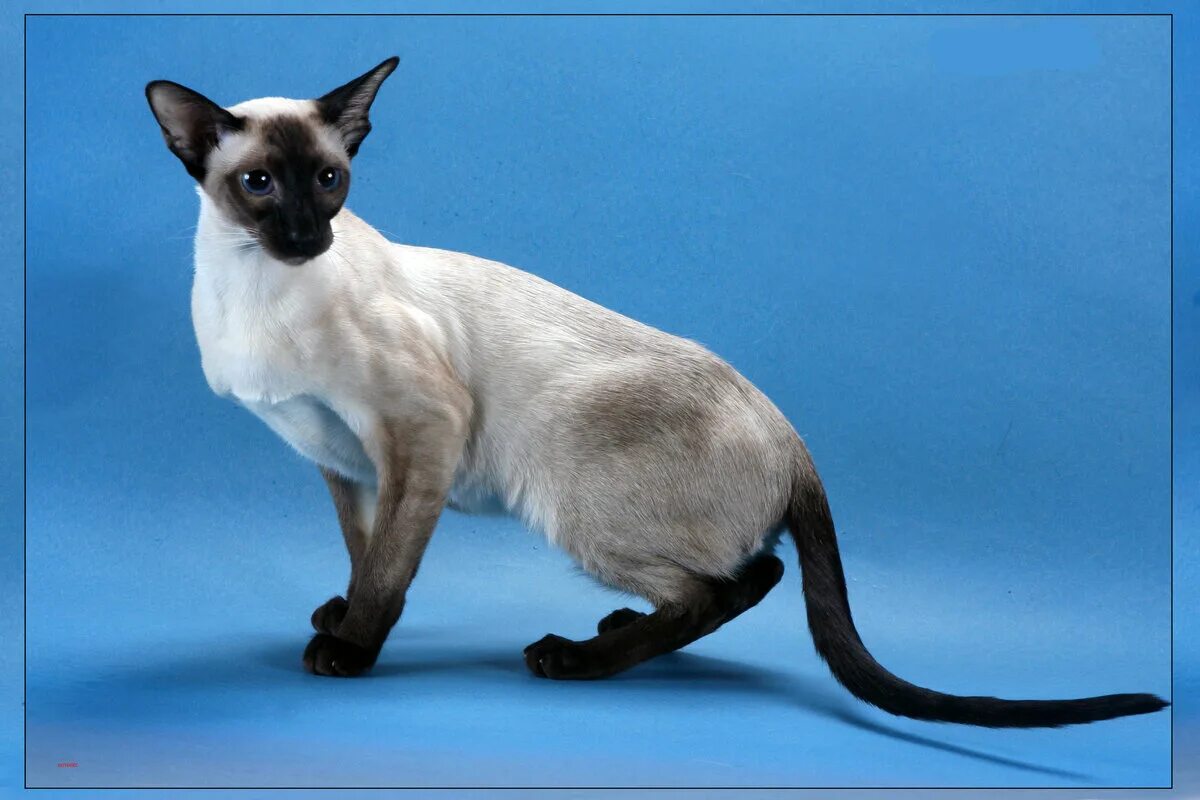 Сиамская кошка Ориентал. Сиамский ориентальный кот. Порода кошки Ориентал Сиам. Сиамская, тайская и Ориентальная кошка. Сиамская кошка длинная