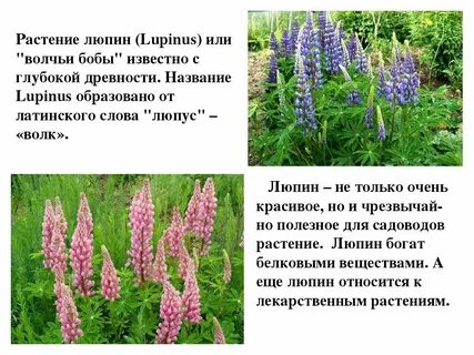 Почему от люпина болит голова