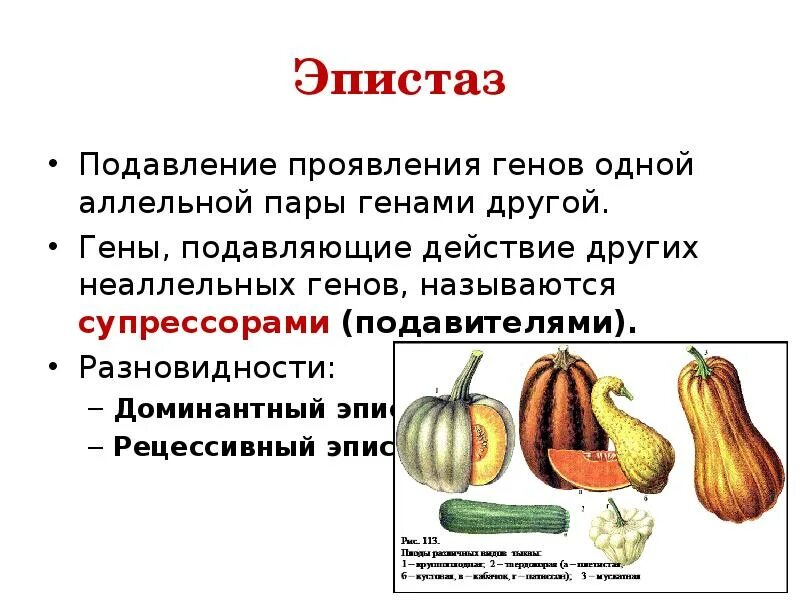 Ген подавляемый другим аллельным геном. Наследование окраски плодов тыквы доминантный эпистаз. Эпистаз генетика. Эпистаз презентация. Доминантный эпистаз тыквы.