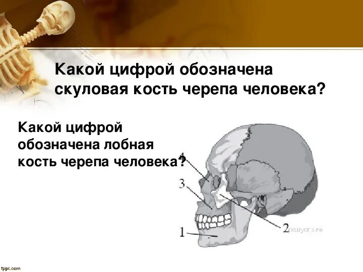 Бабочка в черепе человека. Какой цифрой обозначена скуловая кость черепа человека?. Висок какая кость. Какая кость выглядит как бабочка. Парной костью являются