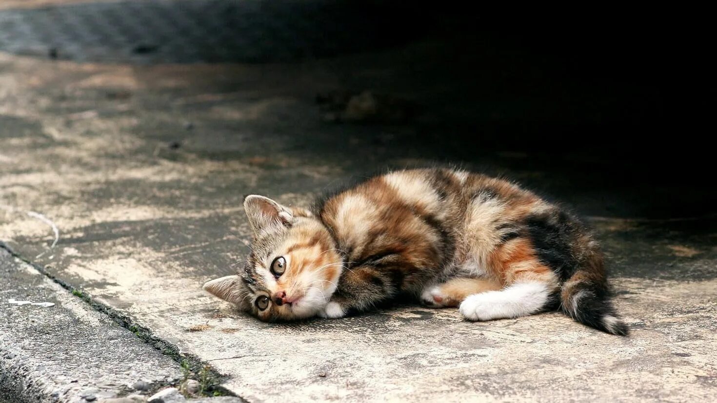 Брошенный котенок. Бездомные кошки. Бездомный котенок на улице. Брошенные кошки на улице. Жалко котенка
