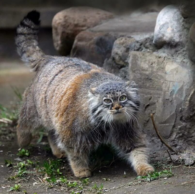 Саяно-шушенский заповедник манул. Помесь манула и домашней кошки. Манул помесь. Кот похожий на манула. Кот похожий на манула.