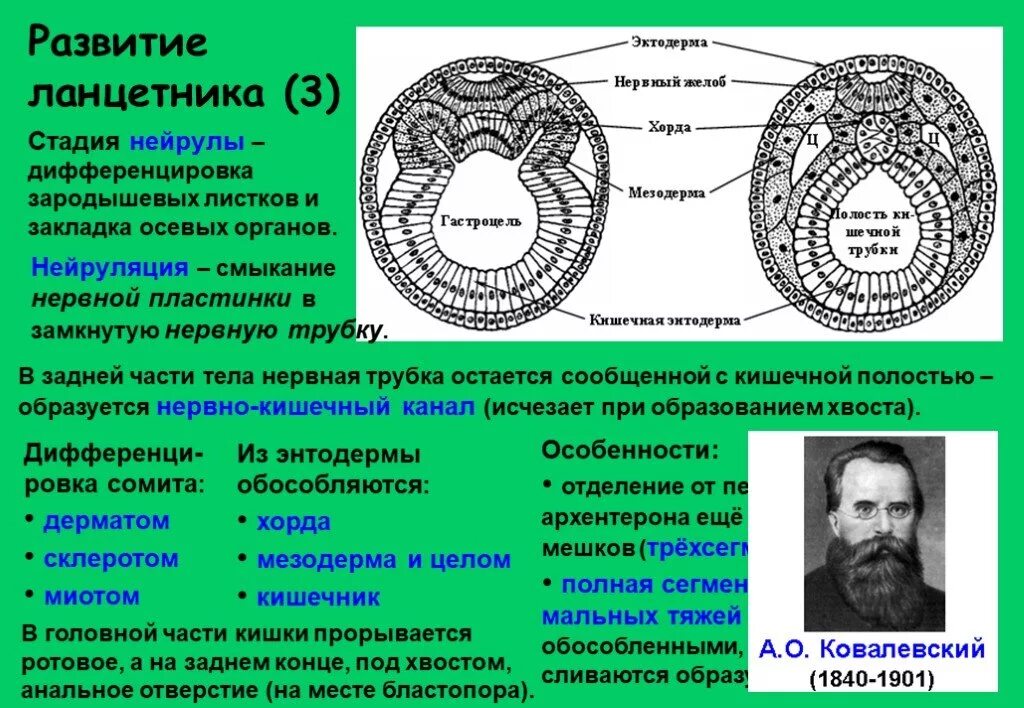 Какой зародышевый листок формируется на стадии. Формирование осевых органов ланцетника. Нейрула схема 3 зародышных листков. Схема образования комплекса осевых органов у ланцетника. Органогенез нейрула.