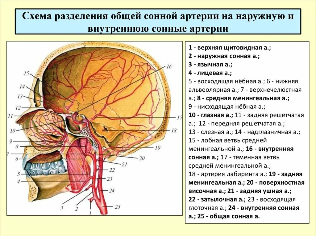 Внутренняя оболочка вен латынь. Менингеальная ветвь затылочной артерии. Менингеальные оболочные артерии. Артерии твердой мозговой оболочки. Ветви средней артерии твердой мозговой оболочки.