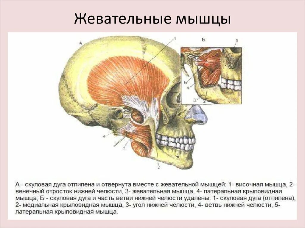 Сколько жевательных мышц. Крыловидная жевательная мышца. жевательные височные крыловидные мышцы. жевательная, височная, медиальная мышцы. медиальная крыловидная мышца анатомия.