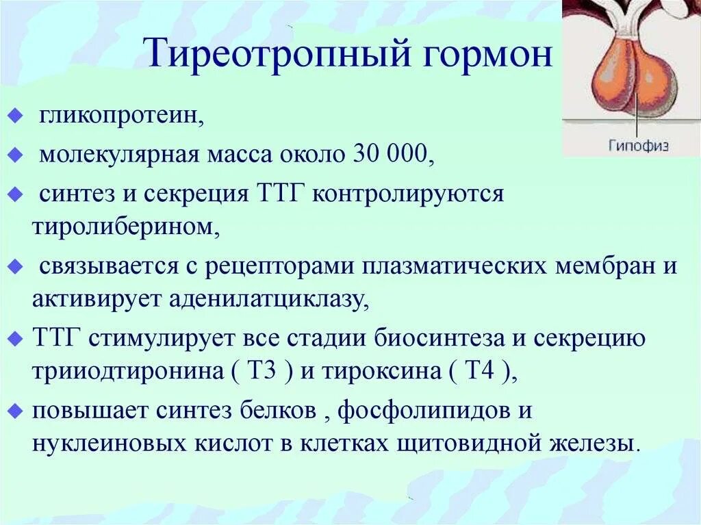 Какой тиреотропный гормон