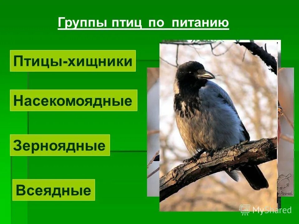 Приведите примеры птиц. Зерноядные,Хищные,Насекомоядные птицы. Растительноядные птицы. Птицы Насекомоядные и растительноядные. Всеядные птицы.