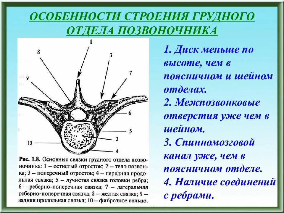 Грудной отдел особенности строения. Особенности строения грудного отдела позвоночника. Особенности строения прудные позвонка. Особенности строения грудныпозвонко.