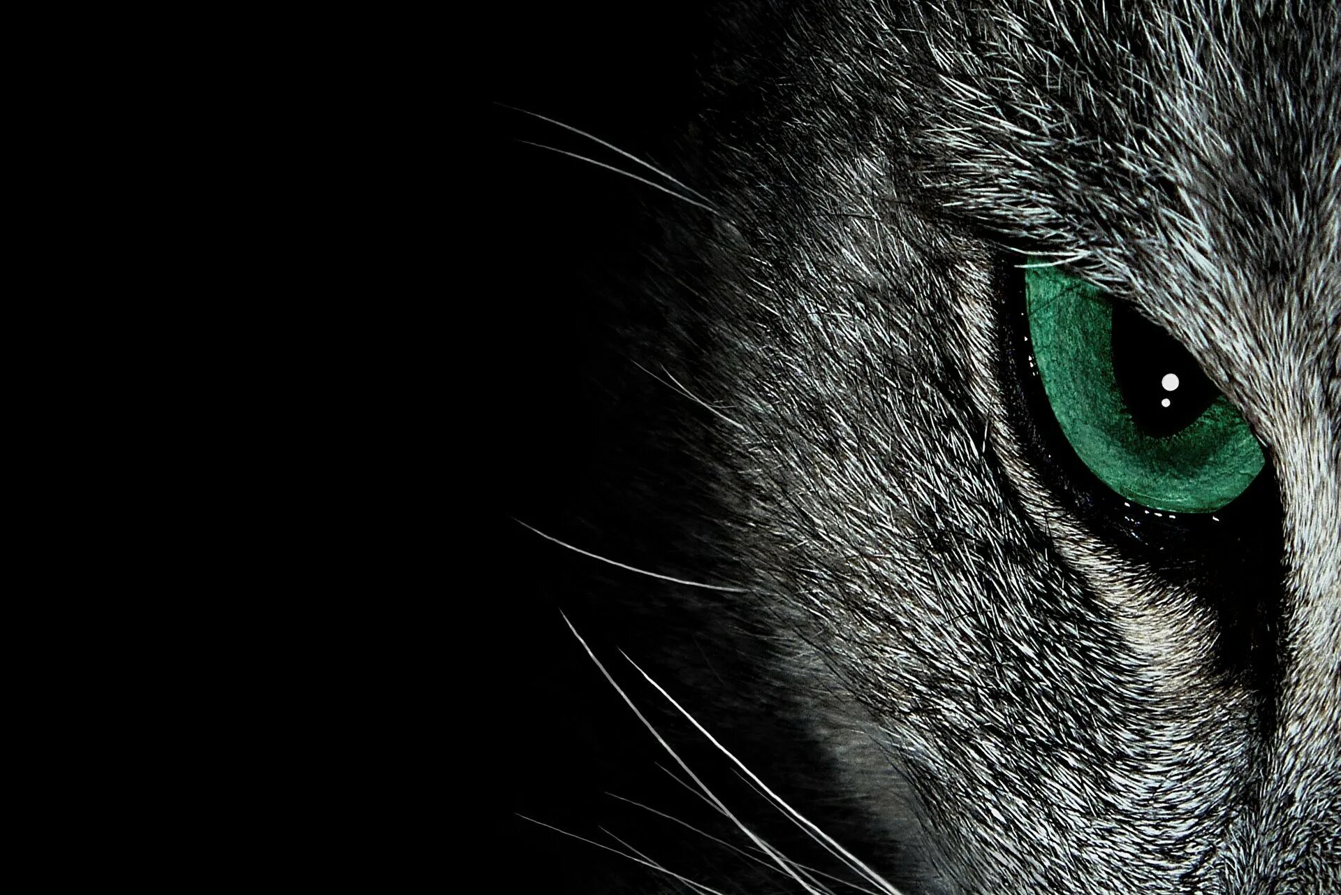 Кошачьи глаза на черном фоне. Глаза кошки. Кошачий глаз. Взгляд кошки. Обои глазки