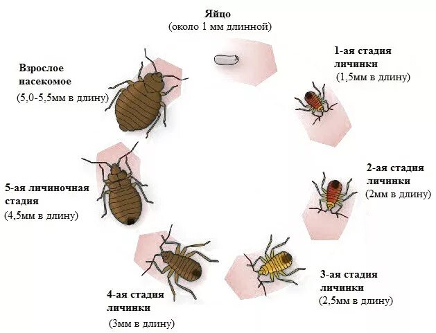 Сколько живут клопы квартире. Клоп постельный кровососущий паразит. Подвальные клопы как выглядят. Как выглядит клоп квартирный постельный. Размножение клопов постельных жизненный цикл.