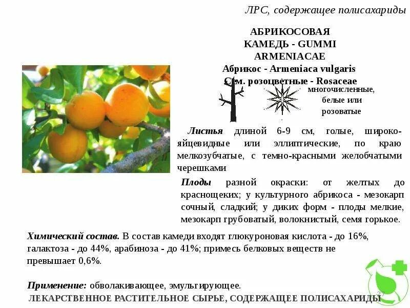 Растения содержащие полисахариды. Растения содержащие полисахариды фармакогнозия. лекарственное растение лекарство растительное сырье содержащее. лрс содержащие полисахариды. сырье содержащее полисахариды.