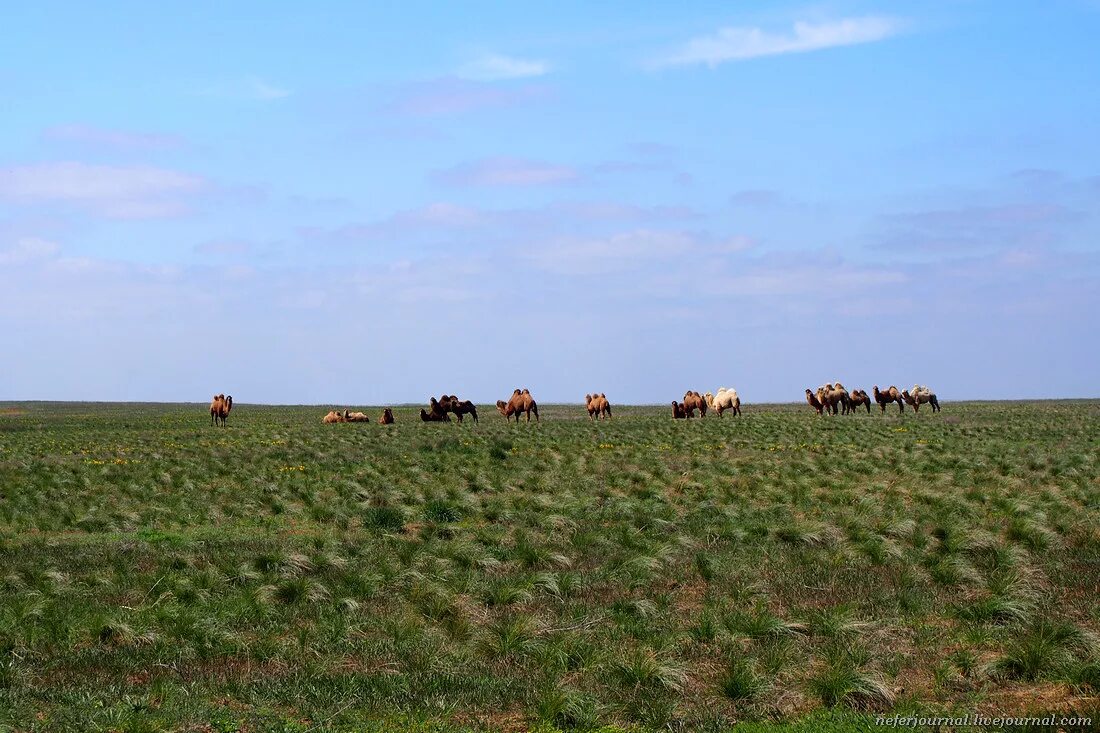 калмыкия заповедник черные земли экскурсии. калмыцкая степь весной тюльпаны калмыкия. заповедник чёрные земли республика калмыкия. песчаные барханы калмыкии. черные земли калмыкия.