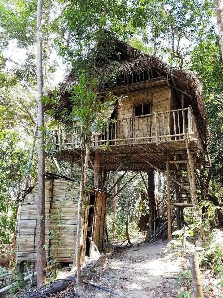 Дерево малайзия. Rumah pohon Treehouse Индонезия. Жилища в тропических лесах. Жилище в тропиках. Дом на дереве в джунглях.