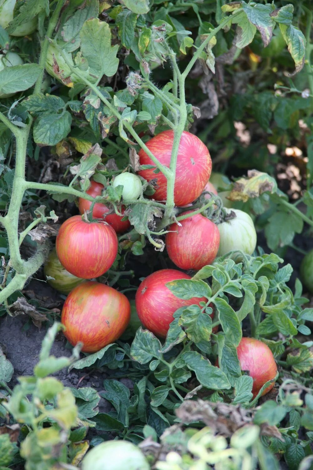 Don tomato. Томат Дон Жуан. Помидоры сорт Дон Жуан. Сорт томата Дон Жуан. Томат Дон Жуан описание.