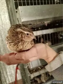 Перепела гиганты