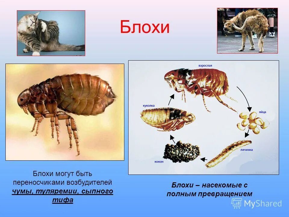 Блоха задание егэ