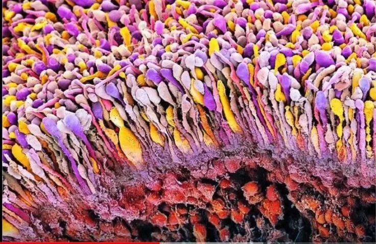 CRISPR/Cas-системы * Вера Мухина * Научная картинка дня на "Элементах" * Генетик