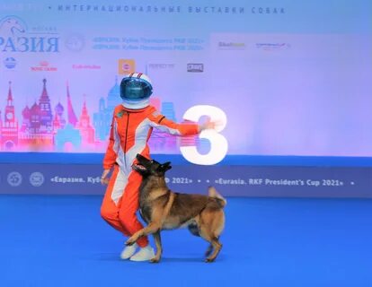 Выставка собак новосибирск