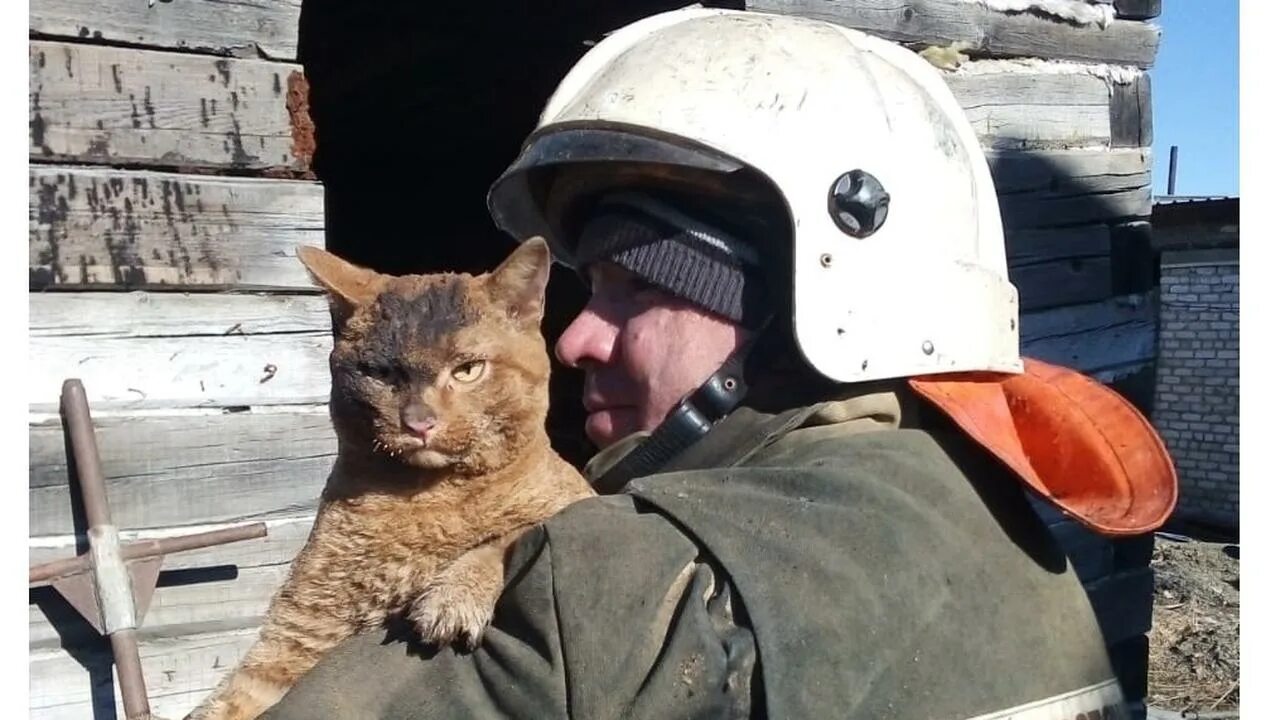 Сгоревший кот. Спасли кота. кот пожарник спас. пожарный спасает кота. спасенный из пожара суровый кот.