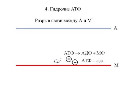 Атф в м
