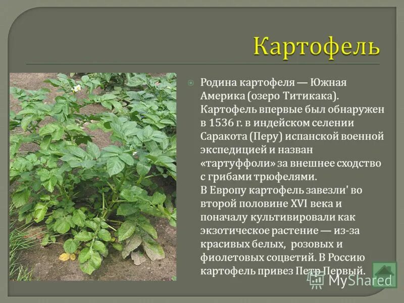 Предок картофеля. Родина картофеля Южная Америка. Картофель Родина растения. Родиной картофеля является. Картофель культурное растение.