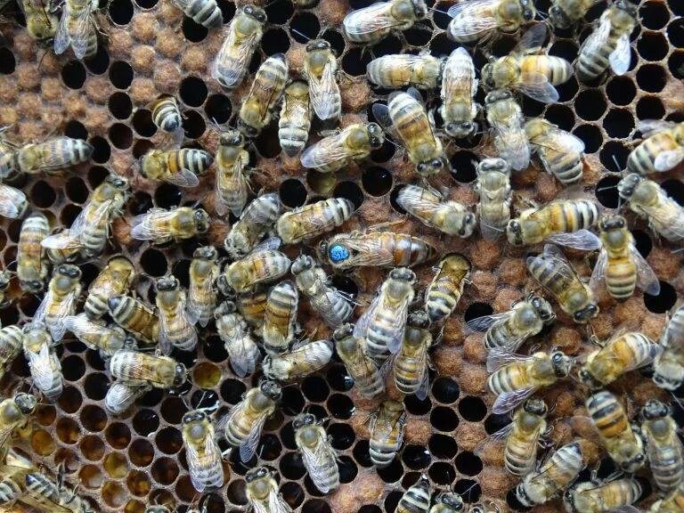 Роение пчел. Медоносная пчела. Бакфаст элгон. Продуктивные пчелы. Среднерусская пчела.