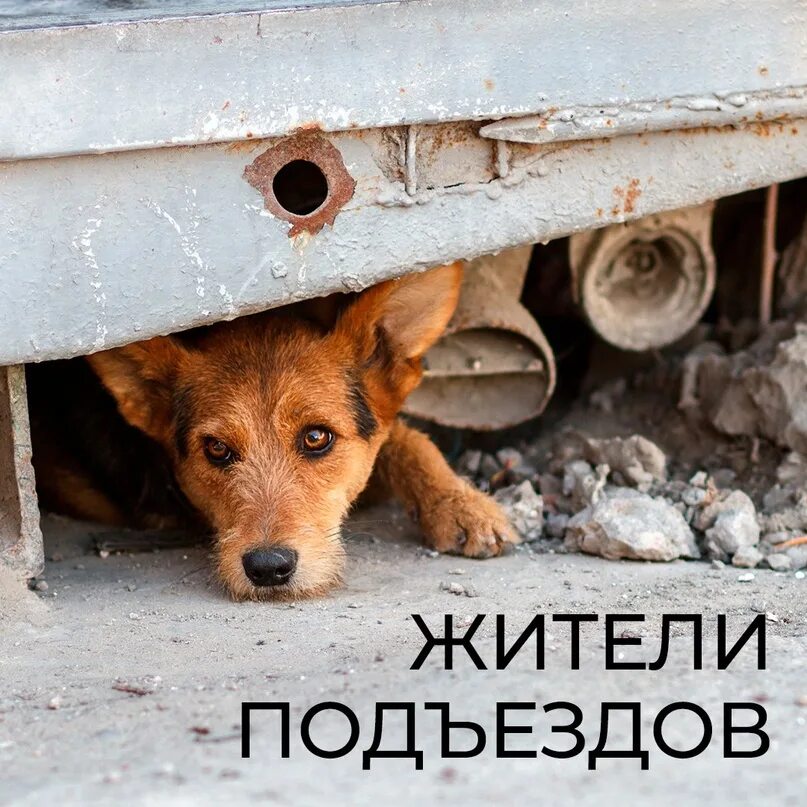 Помощь бездомным животным в городе