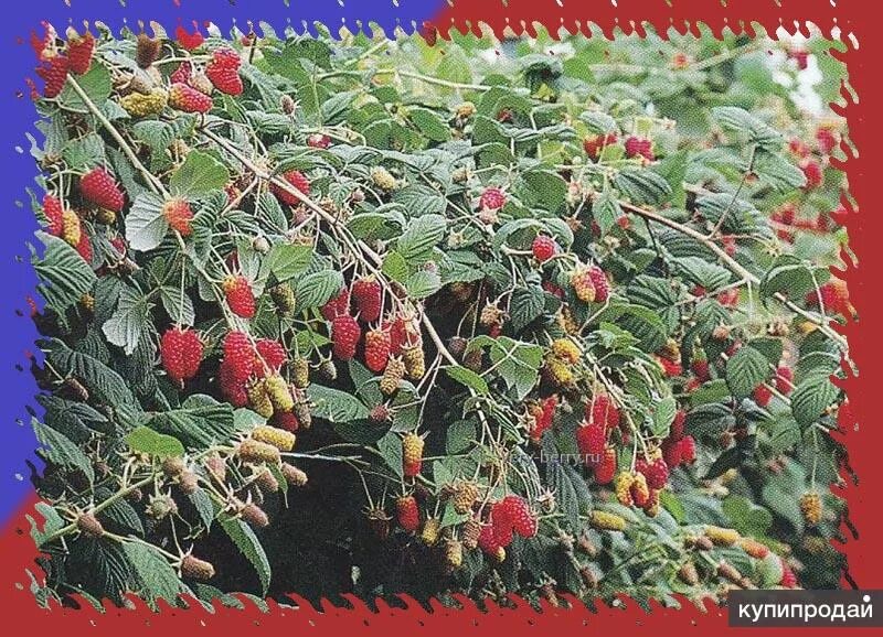Малина сортов пшехиба. Малина сорт метеор. Малина таруса. Малина обыкновенная "пшехиба". Пшехиба урожайность.