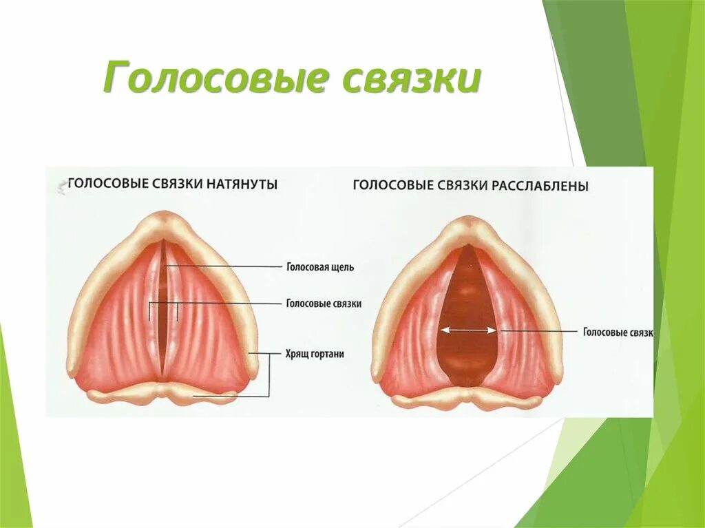 Голосовые связки при разговоре и молчании. Ложные голосовые связки строение гортани. Структуру, образующую голосовые связки. Строение истинных голосовых связок. Анатомическое строение голосовых связок.