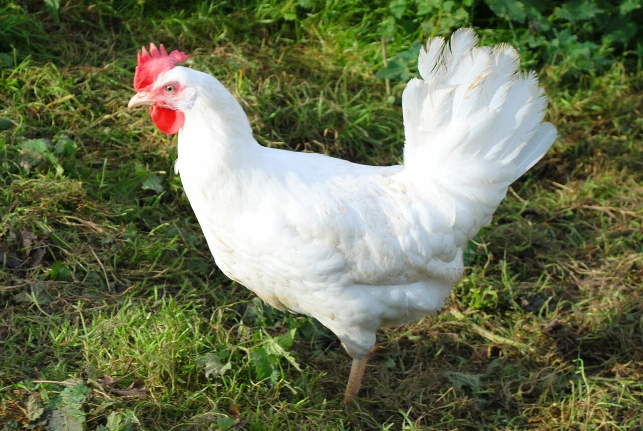 порода кур несушек леггорн. петух леггорн изабель. леггорн полосатый. леггорн куры. курицы несушки породы леггорн.