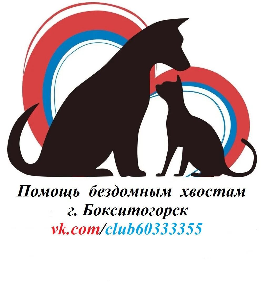 Россошь помощь бездомным. Борьба с бездомностью. Автобус помощи бездомным. Россошь помощь бездомным. Плакат помощь бездомным животным.