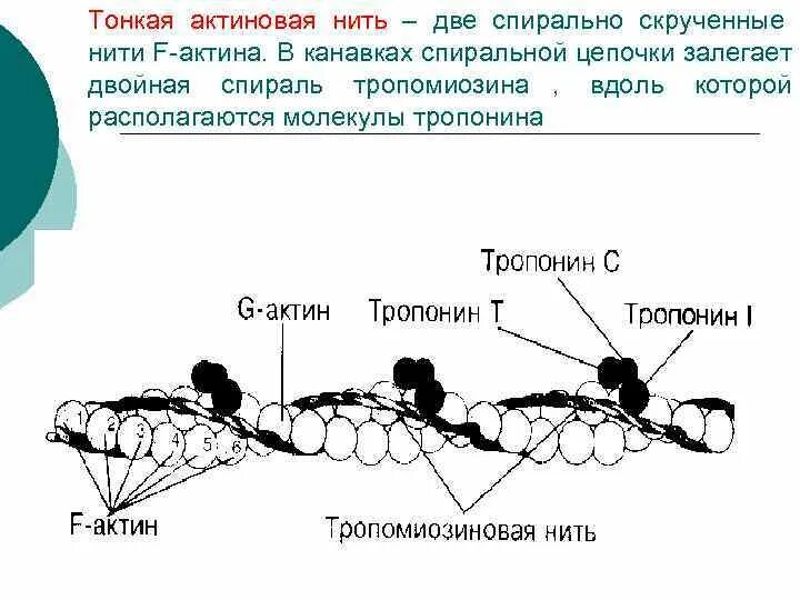 Нити актина. Тонкие актиновые нити. Строение актиновых нитей. Пространственная структура актиновой нити. Строение нити актина.