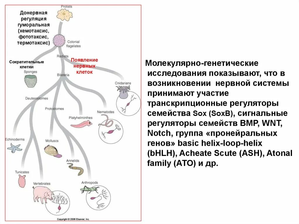 Регуляция осуществляется нервными клетками