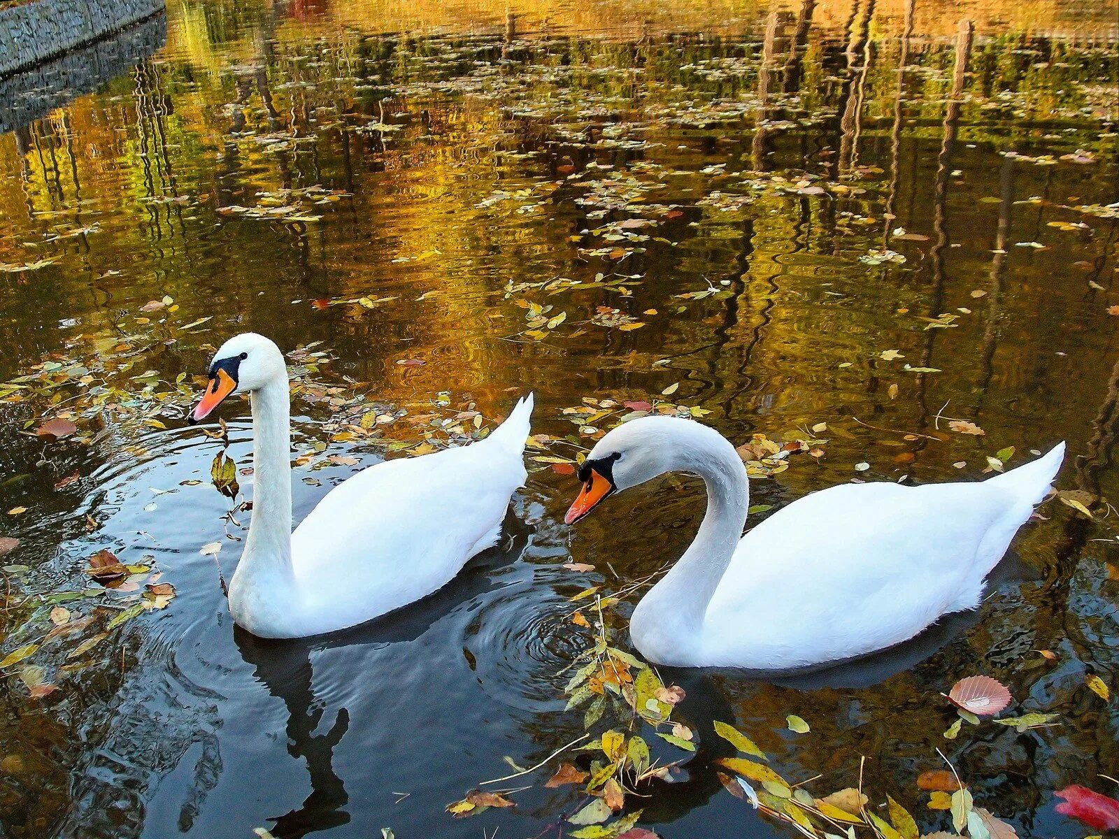 Лебедь hd. В пруду плавали 6 лебедей. Белый лебедь 4к. Одинокий лебедь. Водоплавающие птицы озера севан.
