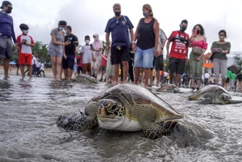 Можно выгуливать черепах. Море черепаха. Выпустить черепаху. Черепаха контрабандист. Черепаха фото.