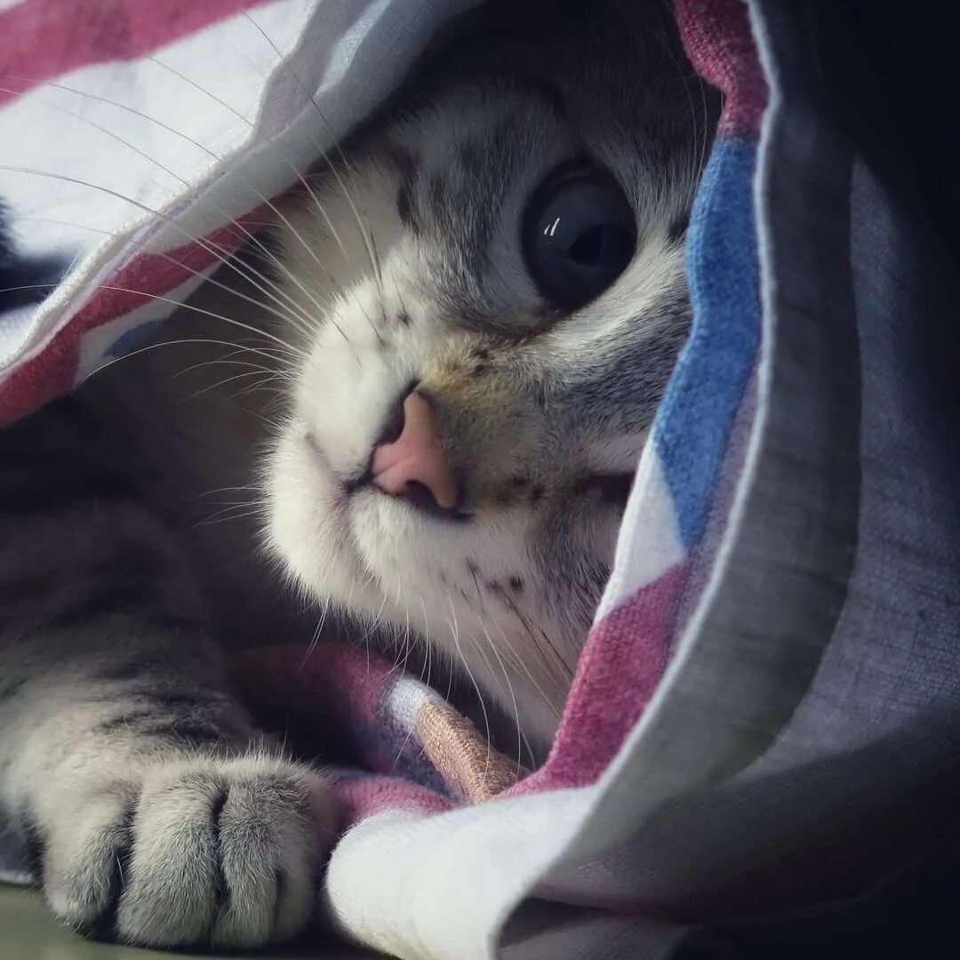 Кот под одеялом. Котик в пледе. котик в одеялке. котик под пледом. коты под одеялом.