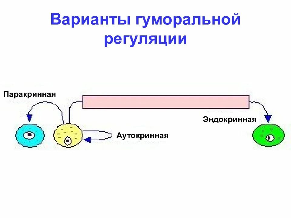 Гуморальный путь регуляции. Аутокринная эндокринная регуляция. Гуморальная регуляция схема. Гуморальная система регуляции эндокринная паракринная аутокринная. Паракринный и аутокринный механизм регуляции.