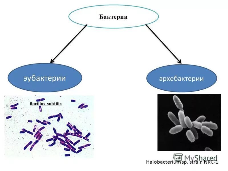 Эубактерии и архебактерии. Бактерии эубактерии. Подцарство бактерии. Группы настоящих бактерий. Бактерии отличия от низших