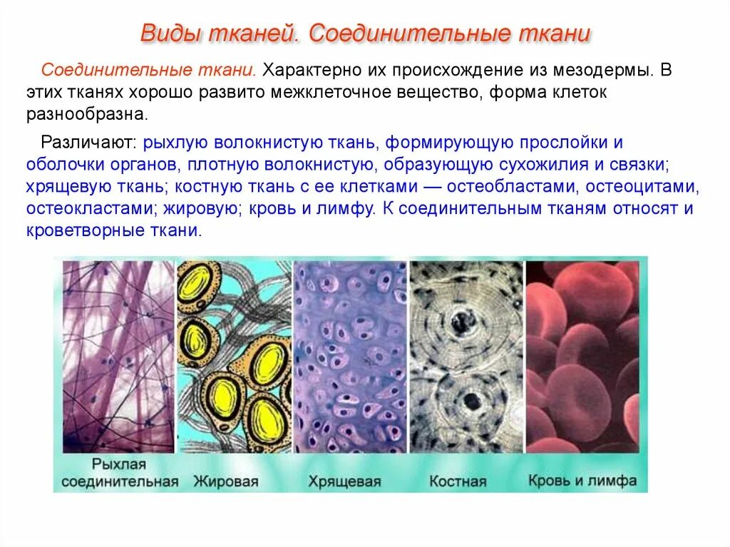 Соединительная ткань клетки и межклеточное вещество. Рыхлые соединительные ткань разновидности строение и функции. Клетки соединительной ткани и их функции таблица. Функции межклеточного вещества соединительной ткани.