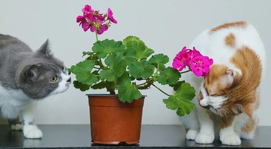 Цветы вредные для кошек. Комнатные цветы опасные для кошек. Домашние питомцы комнатные растения. Токсичные комнатные цветы для кошек. Домашние цветы вредные для кошек.